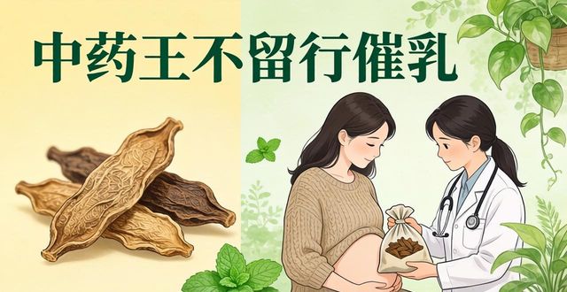 中药王不留行怎么催乳?分清你是缺原料还是堵通道