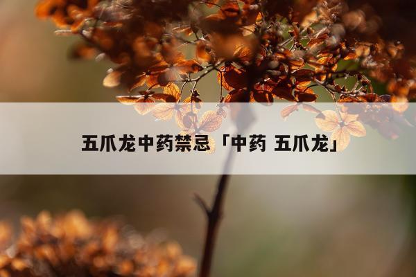 五爪龙中药禁忌「中药 五爪龙」