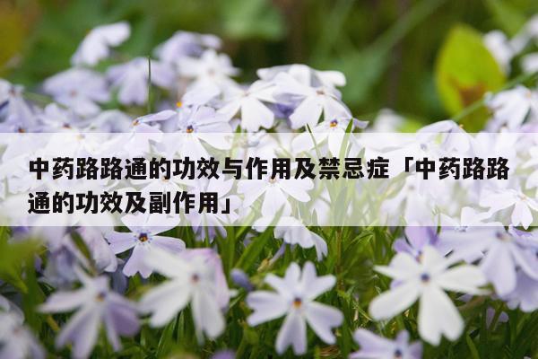中药路路通的功效与作用及禁忌症「中药路路通的功效及副作用」