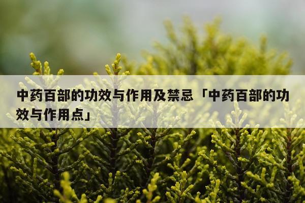 中药百部的功效与作用及禁忌「中药百部的功效与作用点」
