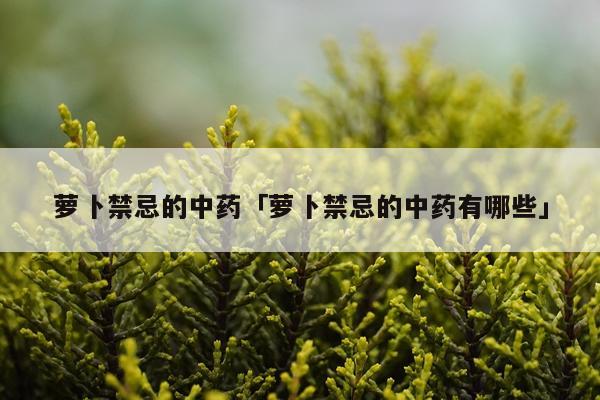 萝卜禁忌的中药「萝卜禁忌的中药有哪些」