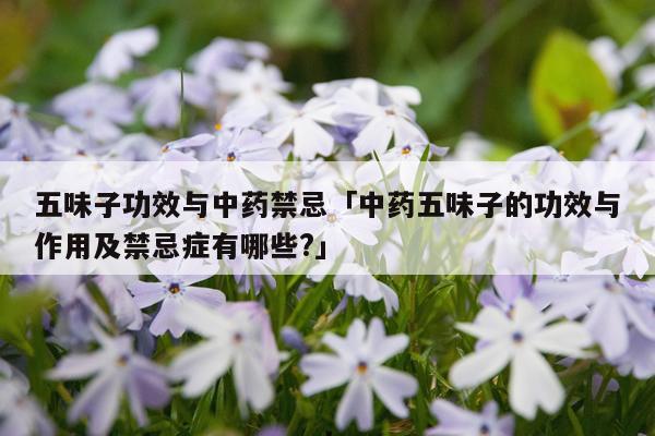 五味子功效与中药禁忌「中药五味子的功效与作用及禁忌症有哪些?」