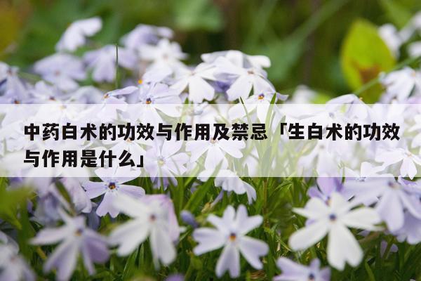中药白术的功效与作用及禁忌「生白术的功效与作用是什么」