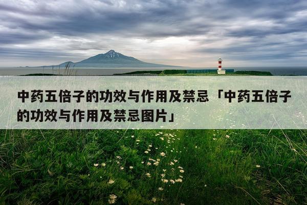 中药五倍子的功效与作用及禁忌「中药五倍子的功效与作用及禁忌图片」