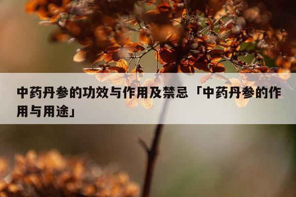 中药丹参的功效与作用及禁忌「中药丹参的作用与用途」