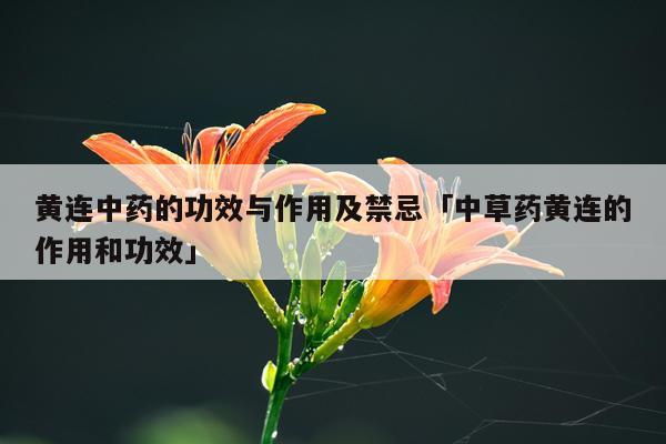 黄连中药的功效与作用及禁忌「中草药黄连的作用和功效」