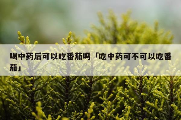 喝中药后可以吃番茄吗「吃中药可不可以吃番茄」